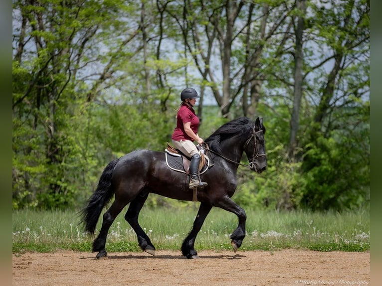 Frison Croisé Hongre 7 Ans 173 cm in Auburn, KY
