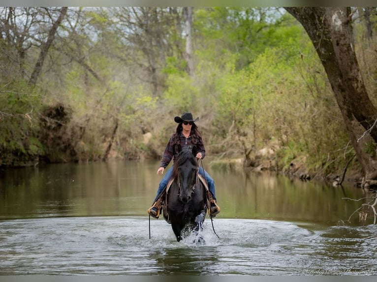Frison Croisé Hongre 7 Ans 173 cm in Auburn, KY