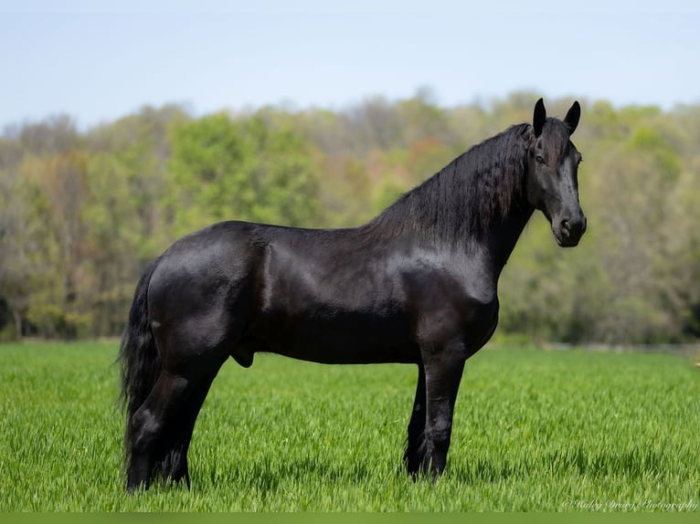 Frison Croisé Hongre 7 Ans 173 cm in Auburn, KY