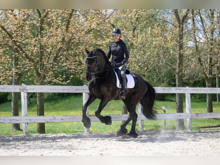 Frison Hongre 7 Ans 175 cm Noir in Prague