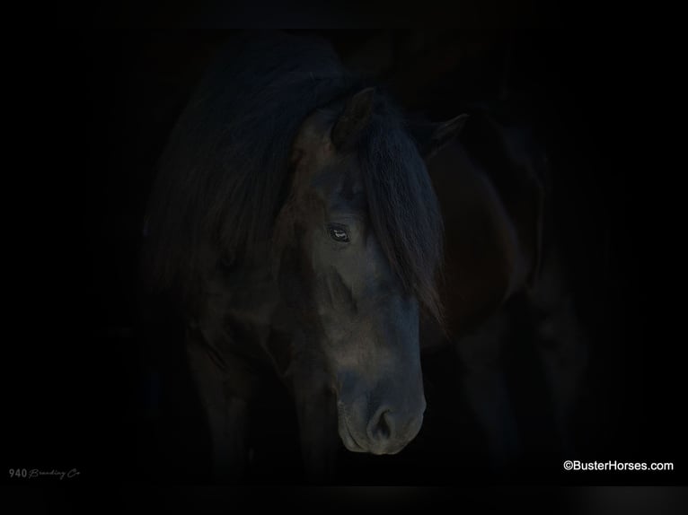 Frison Hongre 7 Ans 175 cm Noir in Weatherford TX