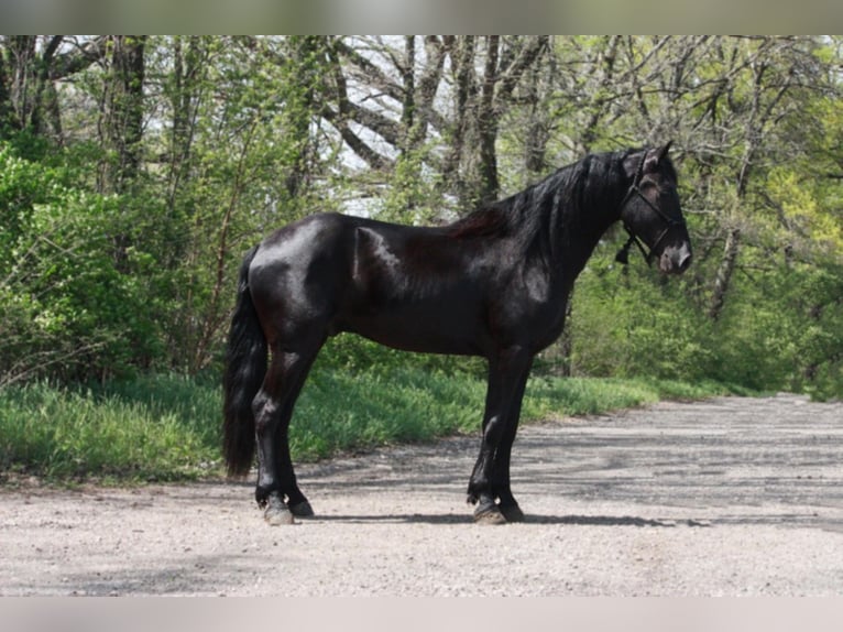 Frison Hongre 7 Ans Noir in Walkerton IN