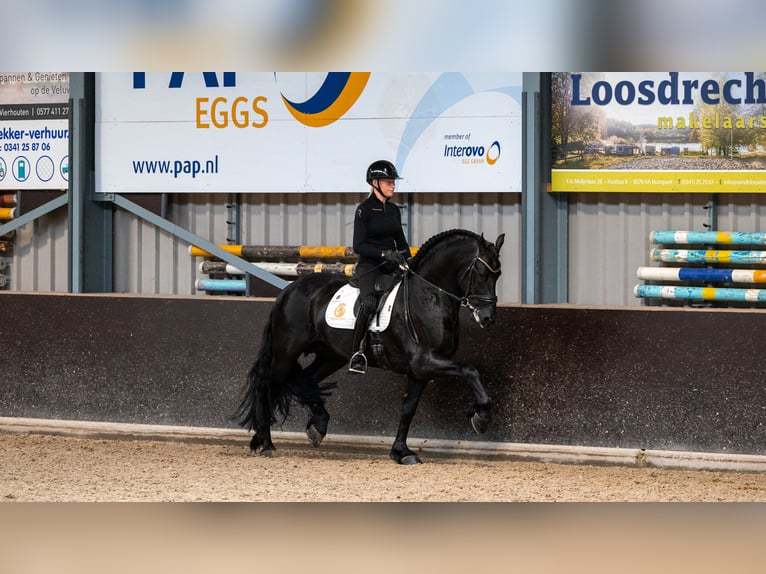 Frison Hongre 7 Ans Noir in Aalsmeer