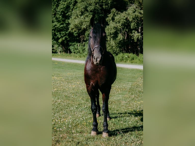 Frison Croisé Hongre 7 Ans Noir in Akron