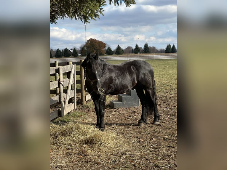 Frison Croisé Hongre 7 Ans Noir in Akron