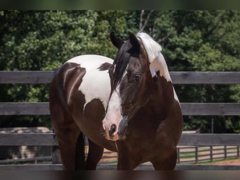 Frison Croisé Hongre 7 Ans Pinto in Clover