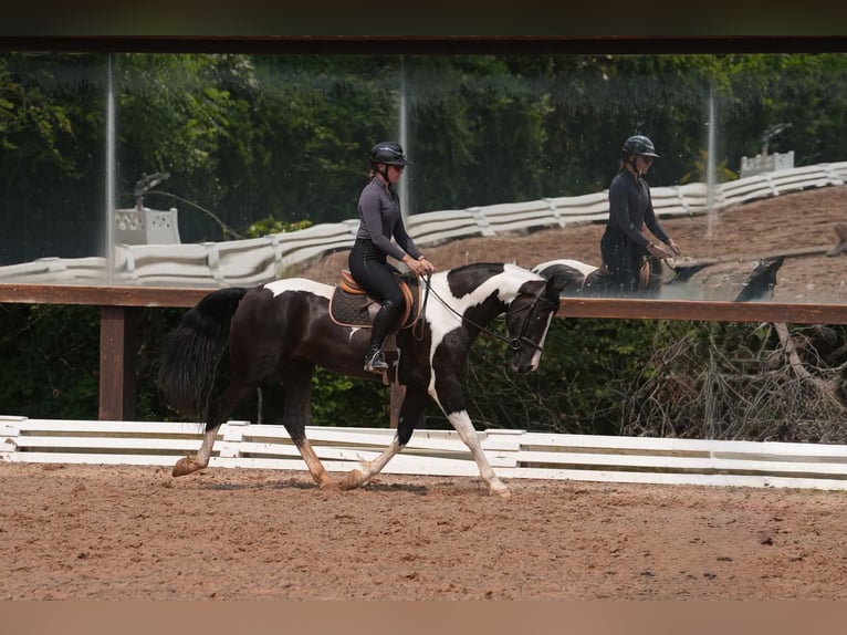 Frison Croisé Hongre 7 Ans Pinto in Clover