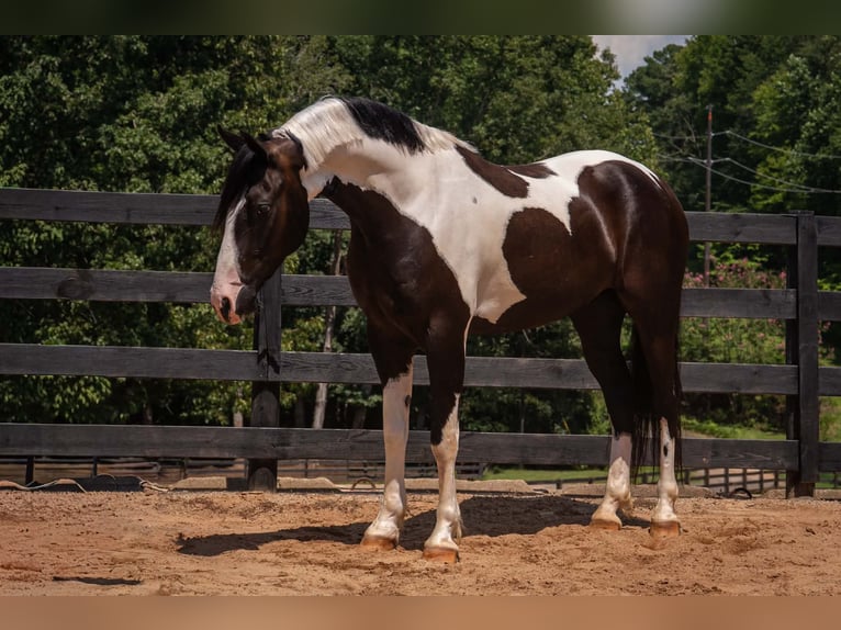 Frison Croisé Hongre 7 Ans Pinto in Clover