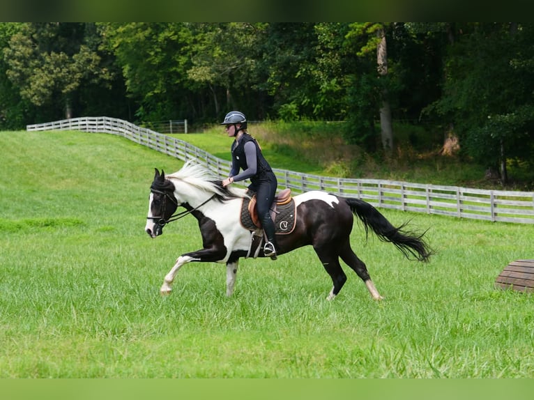Frison Croisé Hongre 7 Ans Pinto in Clover