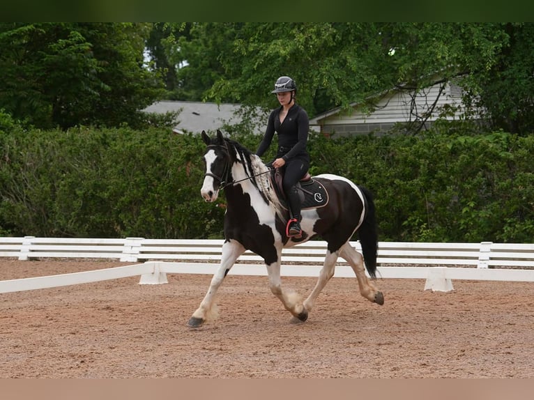 Frison Croisé Hongre 7 Ans Pinto in Clover