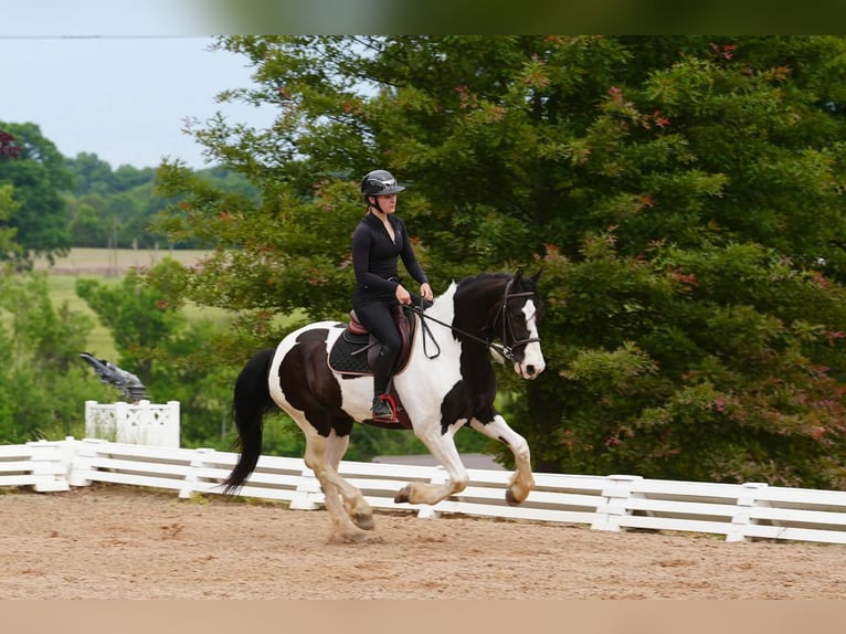 Frison Croisé Hongre 7 Ans Pinto in Clover