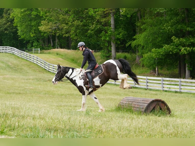 Frison Croisé Hongre 7 Ans Pinto in Clover
