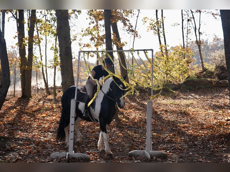 Frison Croisé Hongre 7 Ans Pinto in Clover