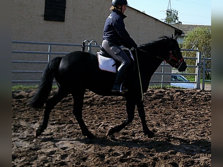 Frison Croisé Hongre 8 Ans 150 cm Noir in Buttst&#xE4;dt