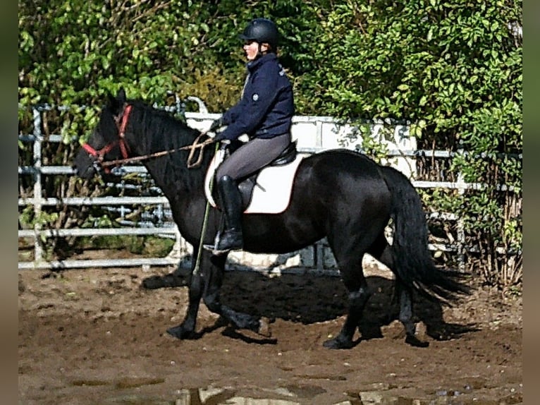 Frison Croisé Hongre 8 Ans 150 cm Noir in Buttst&#xE4;dt