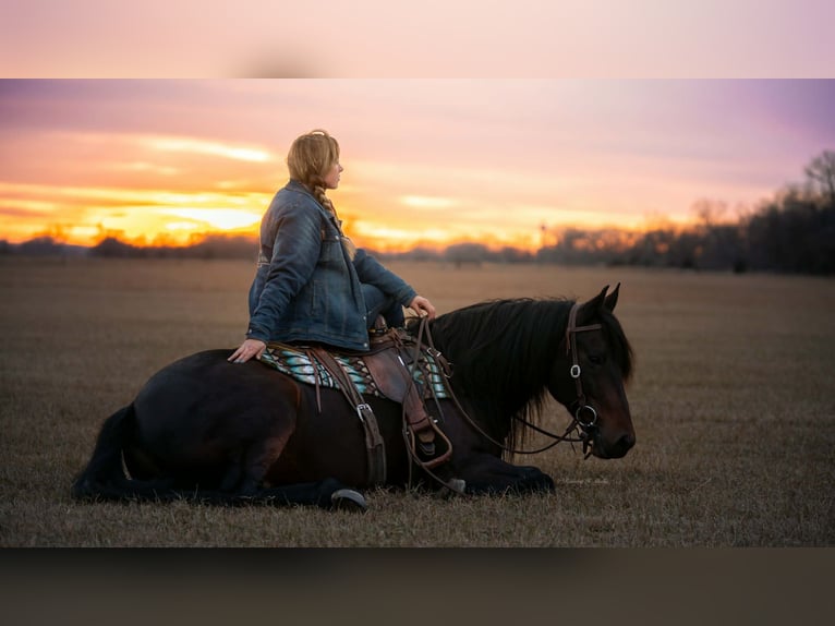 Frison Croisé Hongre 8 Ans 152 cm Bai brun in Grand Island