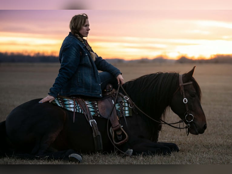 Frison Croisé Hongre 8 Ans 152 cm Bai brun in Grand Island