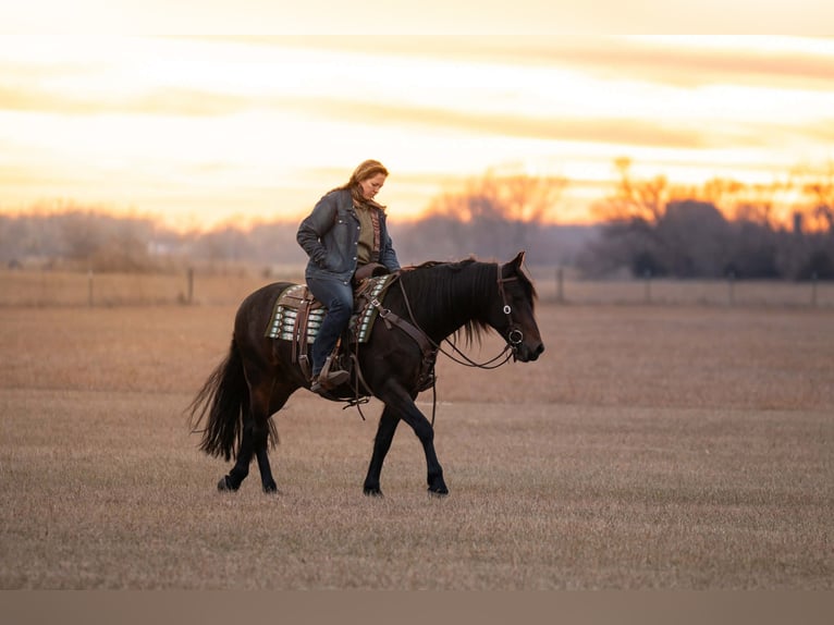Frison Croisé Hongre 8 Ans 152 cm Bai brun in Grand Island