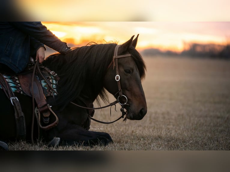Frison Croisé Hongre 8 Ans 152 cm Bai brun in Grand Island