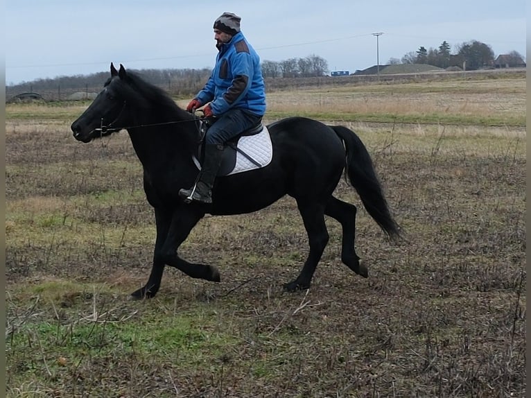 Frison Croisé Hongre 8 Ans 152 cm Noir in Buttst&#xE4;dt