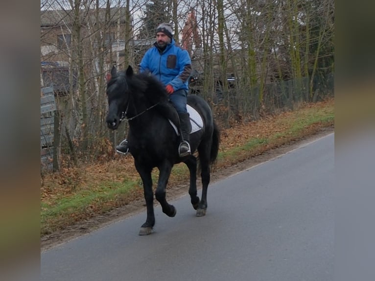 Frison Croisé Hongre 8 Ans 152 cm Noir in Buttst&#xE4;dt