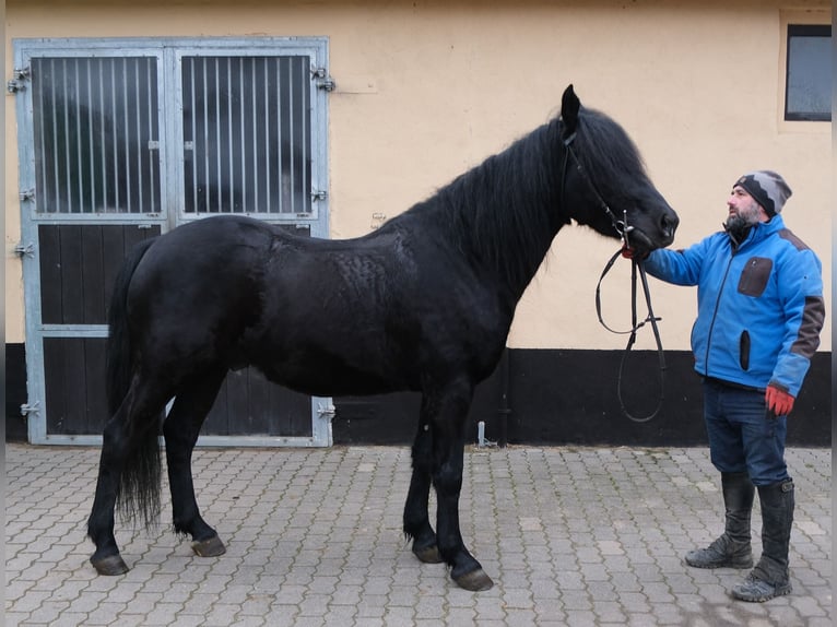 Frison Croisé Hongre 8 Ans 152 cm Noir in Buttst&#xE4;dt