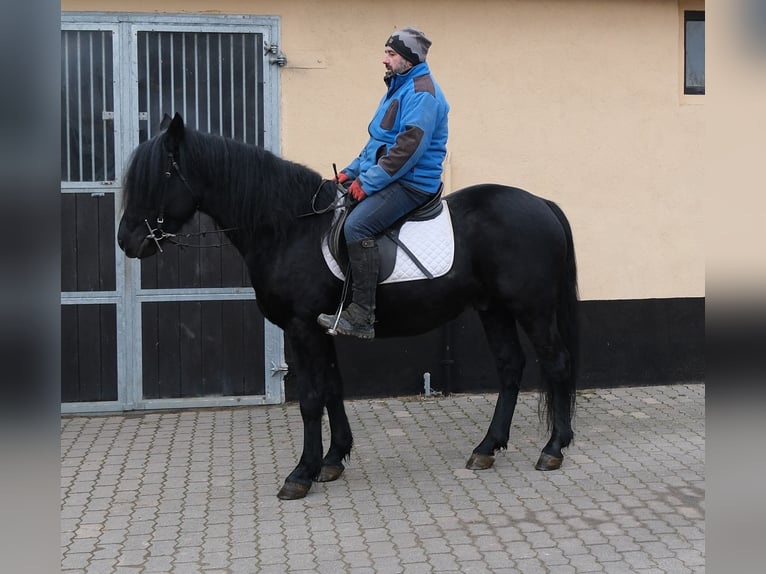 Frison Croisé Hongre 8 Ans 152 cm Noir in Buttst&#xE4;dt
