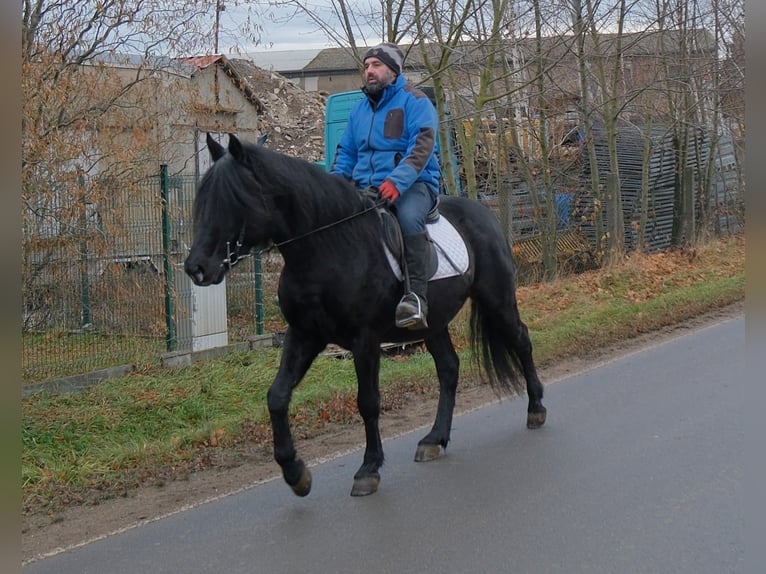 Frison Croisé Hongre 8 Ans 152 cm Noir in Buttst&#xE4;dt