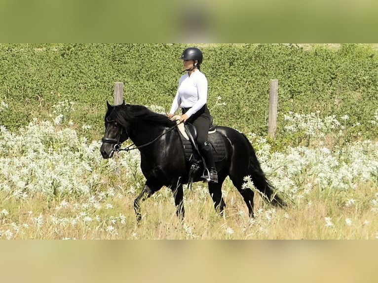 Frison Hongre 8 Ans 152 cm Noir in Barrio De Archilla