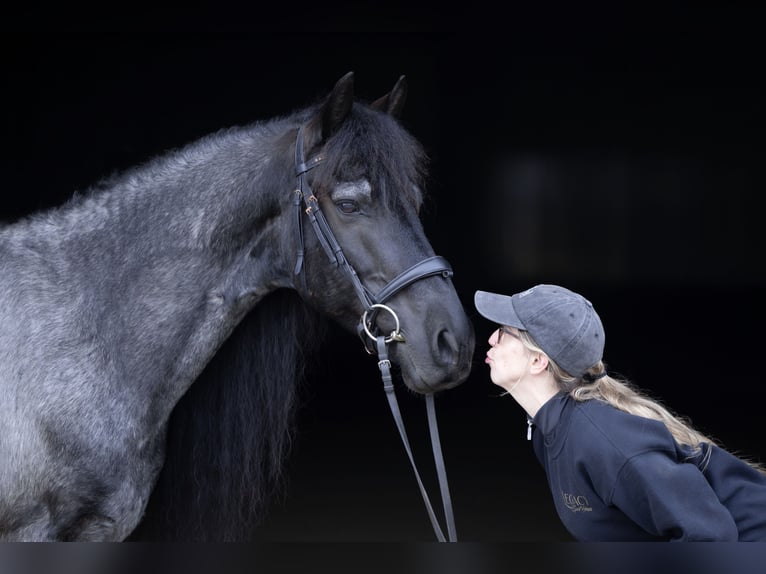 Frison Croisé Hongre 8 Ans 152 cm Rouan Bleu in Michigan City