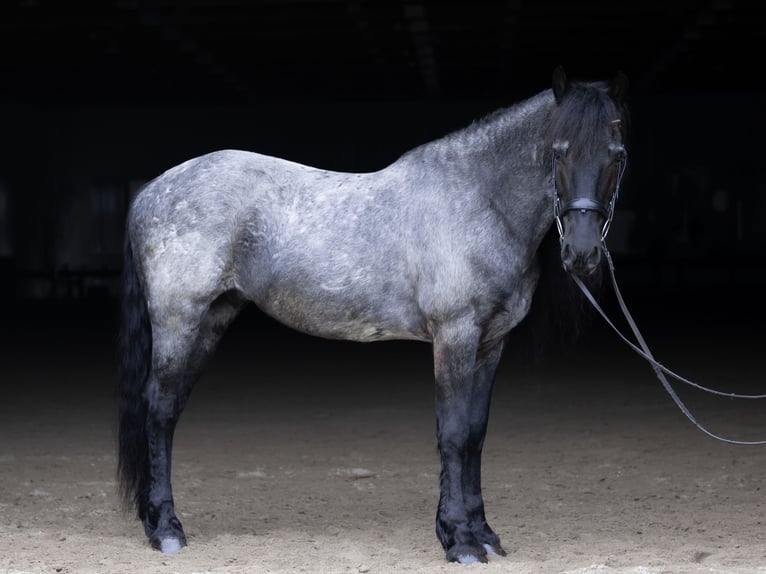 Frison Croisé Hongre 8 Ans 152 cm Rouan Bleu in Michigan City