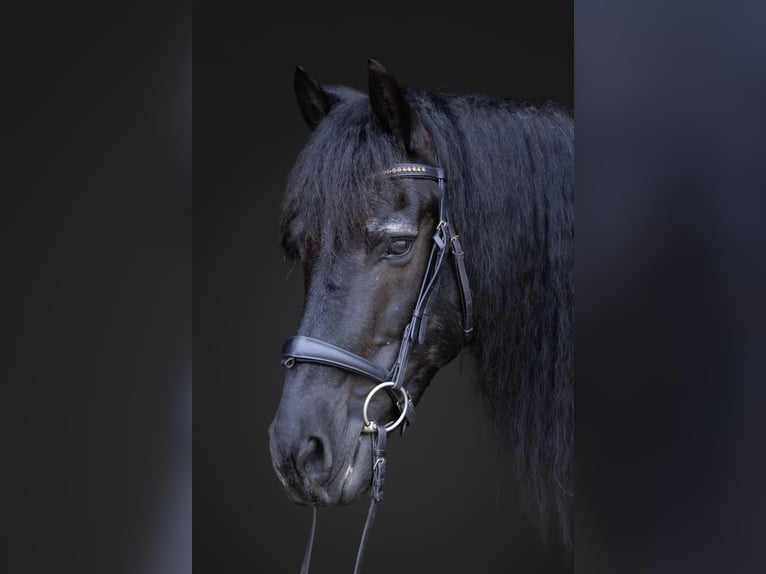 Frison Croisé Hongre 8 Ans 152 cm Rouan Bleu in Michigan City