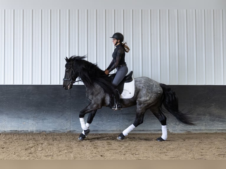 Frison Croisé Hongre 8 Ans 152 cm Rouan Bleu in Michigan City