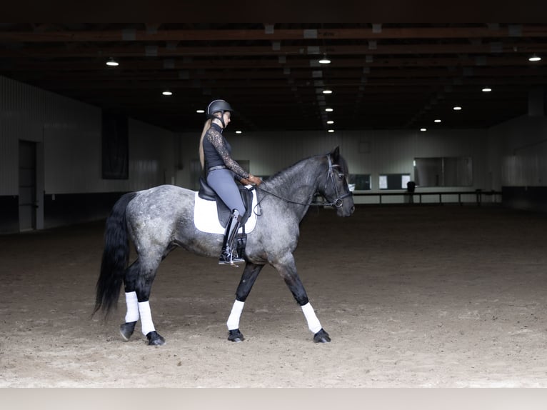 Frison Croisé Hongre 8 Ans 152 cm Rouan Bleu in Michigan City