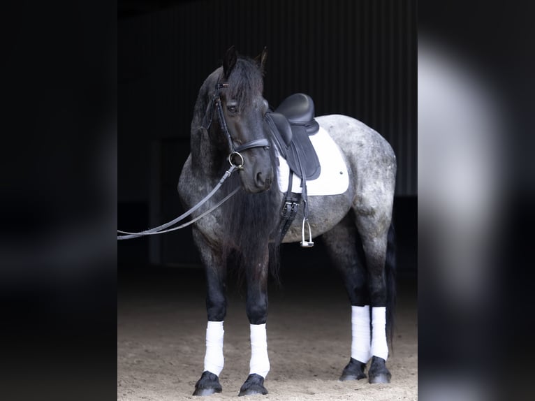 Frison Croisé Hongre 8 Ans 152 cm Rouan Bleu in Michigan City