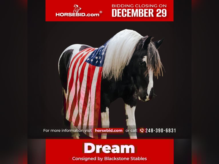 Frison Croisé Hongre 8 Ans 155 cm Pinto in Howell