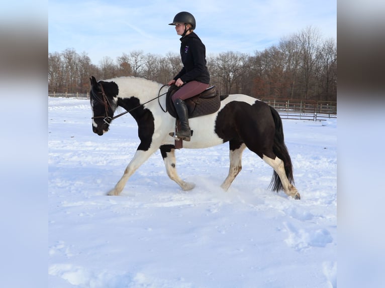 Frison Croisé Hongre 8 Ans 155 cm Pinto in Howell