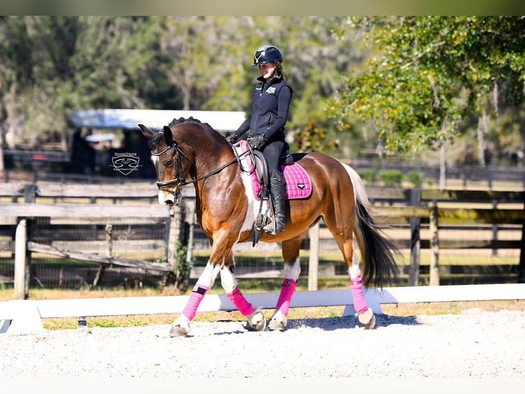 Frison Croisé Hongre 8 Ans 157 cm Pinto in Ocala