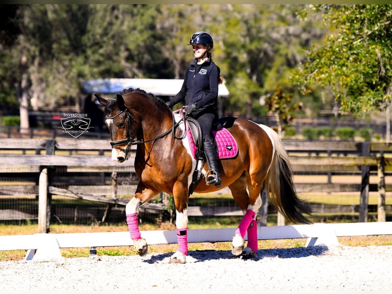 Frison Croisé Hongre 8 Ans 157 cm Pinto in Ocala
