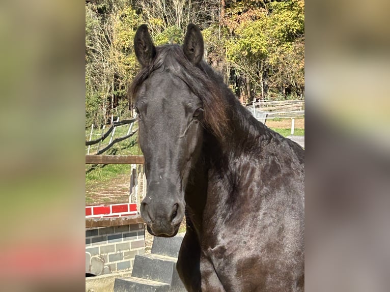 Frison Hongre 8 Ans 158 cm Noir in Ursensollen