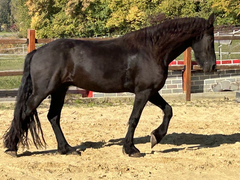 Frison Hongre 8 Ans 158 cm Noir in Ursensollen