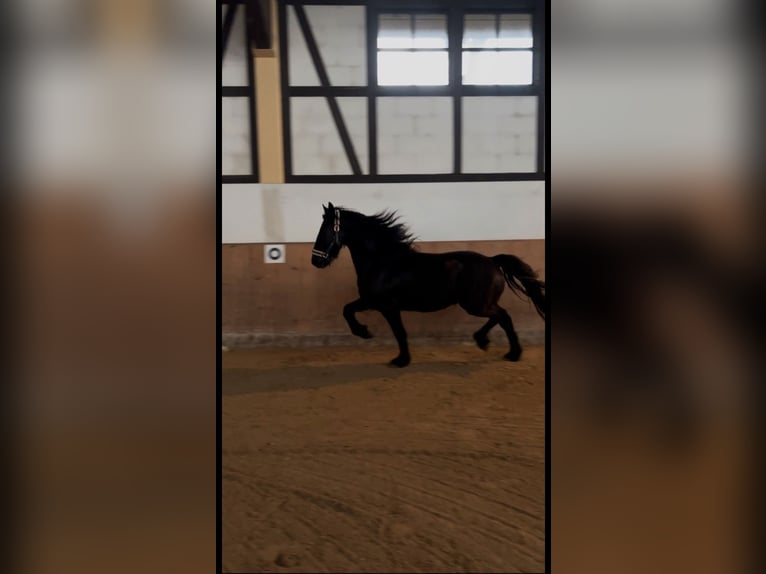 Frison Croisé Hongre 8 Ans 160 cm Noir in Lorch