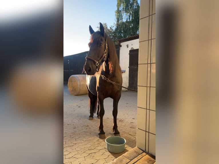 Frison Croisé Hongre 8 Ans 160 cm Noir in Lorch