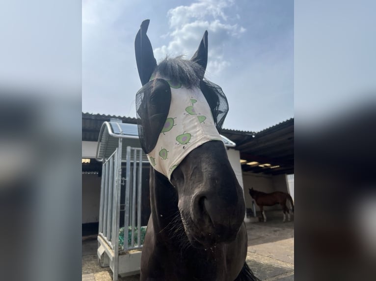 Frison Croisé Hongre 8 Ans 160 cm Noir in Lorch