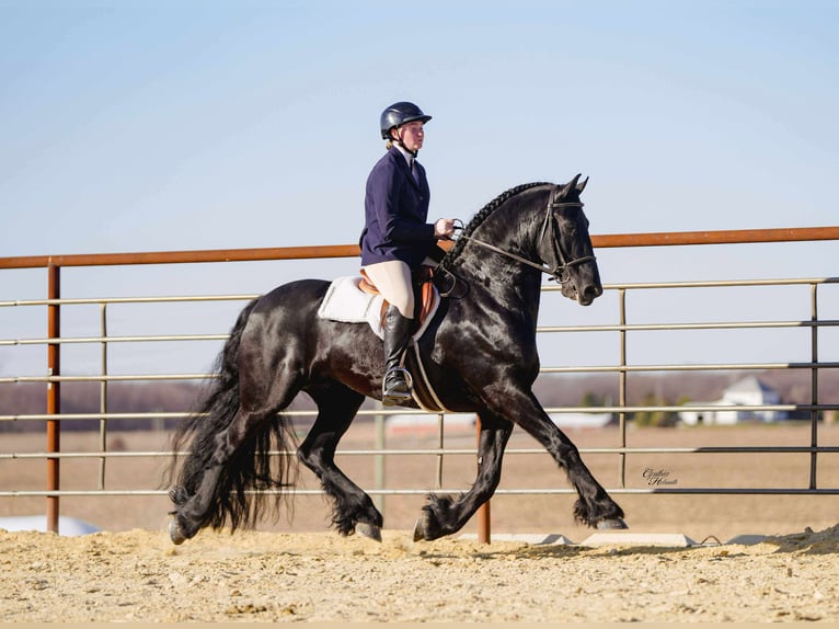 Frison Hongre 8 Ans 160 cm Noir in Independence