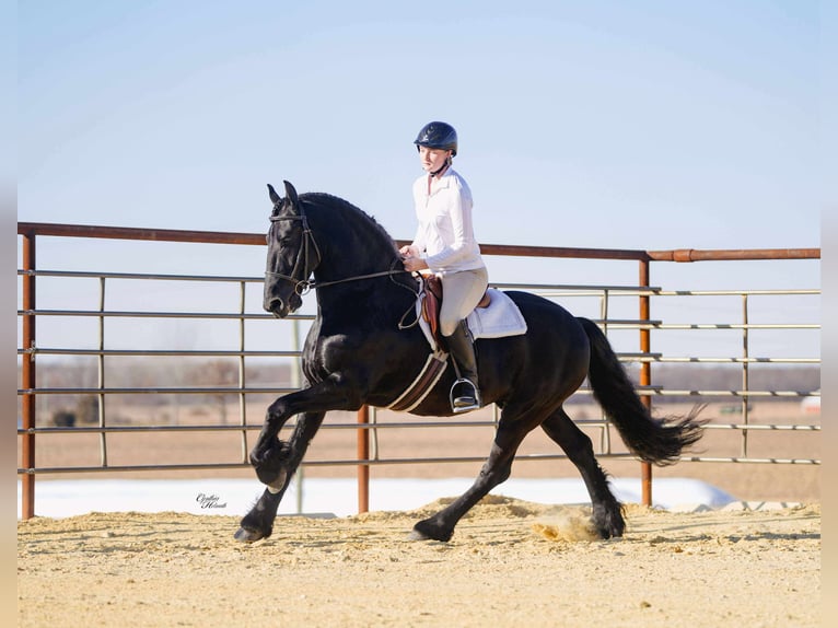 Frison Hongre 8 Ans 160 cm Noir in Independence