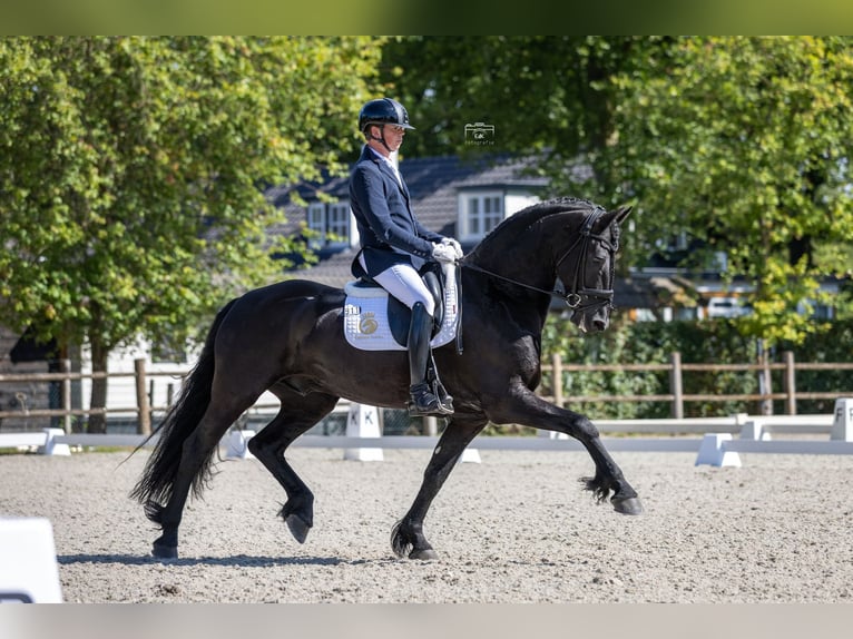 Frison Hongre 8 Ans 165 cm Noir in Aalsmeer