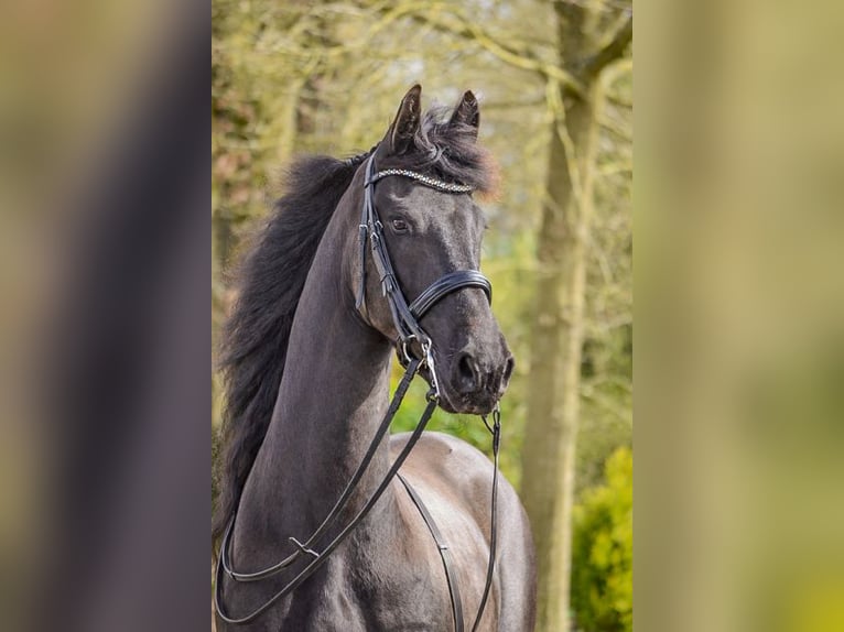 Frison Hongre 8 Ans 168 cm Noir in Ureterp