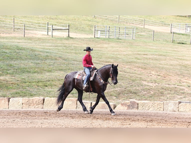 Frison Croisé Hongre 8 Ans 170 cm Noir in Millersburg