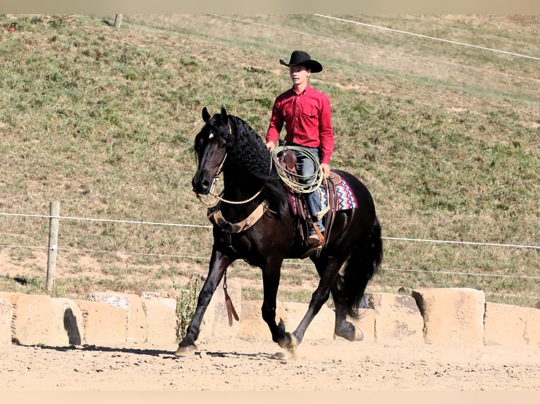 Frison Croisé Hongre 8 Ans 170 cm Noir in Millersburg